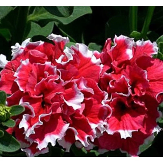 Petunia Double Piruet Red F1 Seeds Annual Hybrid Non Gmo For Planting | 201916