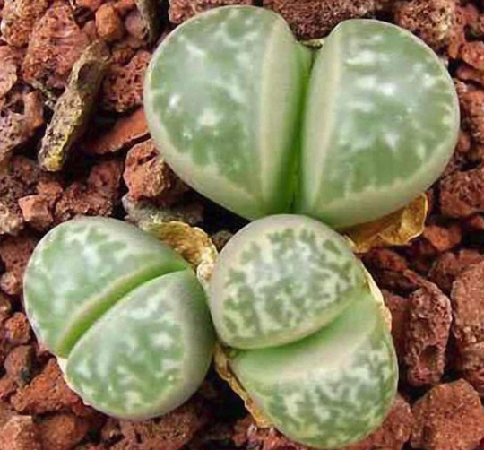 Lithops Herrei C213, 10 Seeds