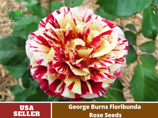 30 Rare Seed - Bush Red Yellow Rose Seeds-Perennial -Authentic Seeds-Flowers -Organic. Non Gmo -Vegetable Seeds-Mix Seeds For Plant-B3G1#1101