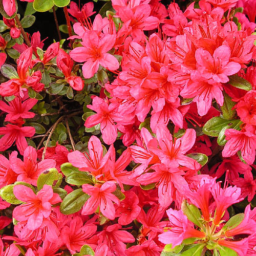 Evergreen Azalea Garden Plant Gift