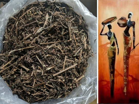 Sensitiva Aphrodisiac - Origin. C/S.americas | | Next Wild-Pick 25 Jul Free Shipping Applies To Orders Up 99 Dollars Or 50 Pounds