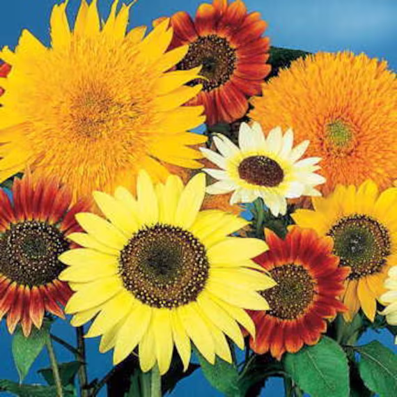 Mixed Sunflower Seeds
