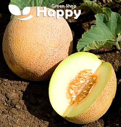 Fruit - Melon
