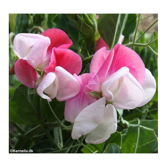 Sweet Pea - Cupid Pink 15 Seeds Dwarf/ Basket Type Sow Now Super Fragrant Cultivar