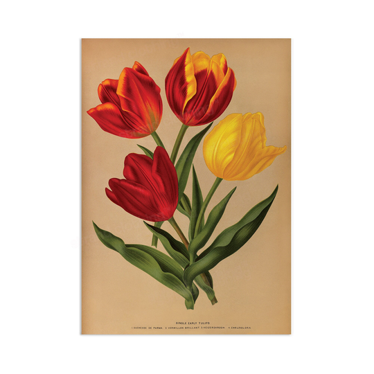 Antique Botanical Art Print Poster Vintage Wall Flowers Floral Tulips Red Nature Leaf Plant Illustration Victorian Herbs Beautiful A3