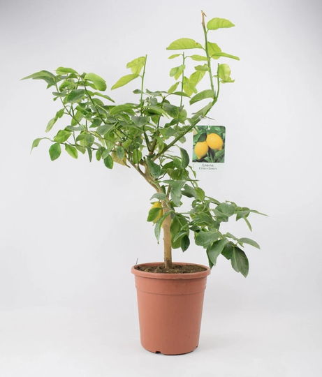Citrus Lemon Tree in Nursery Pot