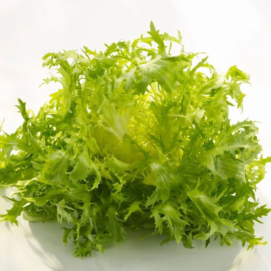 Curly Endive Green Frisee Seeds Heirloom Non Gmo For Planting | 204539