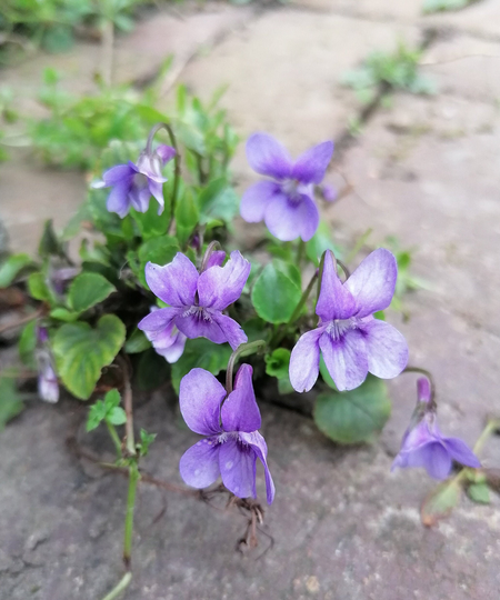 Viola Reichenbachiana Seeds | 20