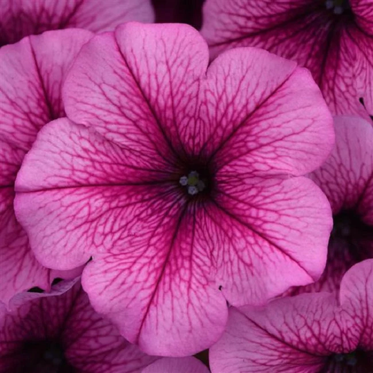 Petunia Seeds Easy Wave Rose Fusion 100 Thru 500 Pelleted Bulk