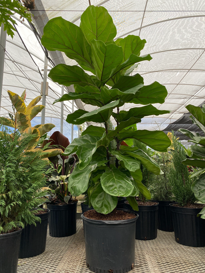 Ficus Lyrata Bush, 7Gal Grower Pot, 5-6 Feet Overall Height, Fiddle Leaf Fig Live Plant Indoor Air Purifier