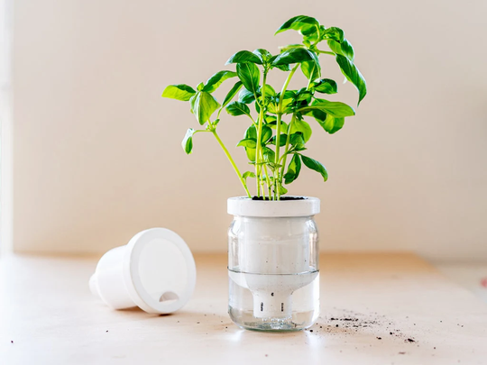 Jargar - Self-Watering Planter in A Jar