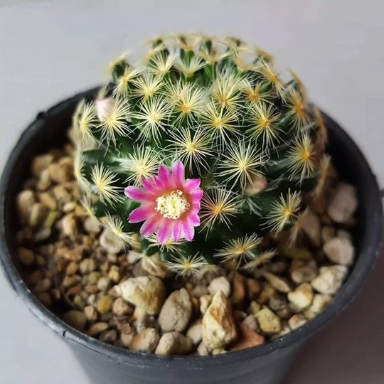 30 Seeds Mammillaria Schiedeana Cactus