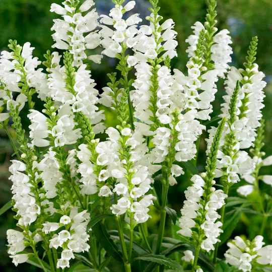 Obedient Plant, White 50+ Seeds, 30% Off Sale Section, 10 Perc 2+ Pcks, Free Sample Pck, Free Sowing Tips, Shipping Over 4.50 Refunded