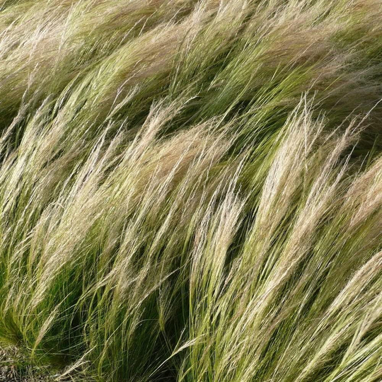 European Feather Grass - 10 Seeds Gmo Free