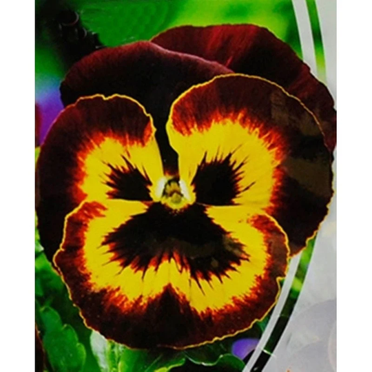 Pansy Viola Bicolor Seeds Biennial Flowering Non Gmo For Planting | 201780