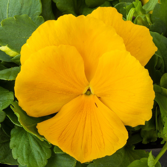 Pansy Seeds Majestic Giant Ii Clear Yellow 50 Thru 500 Viola