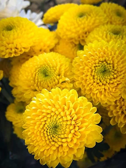 30 Aster Chrysanthemum Flower Seeds Yellow H3002