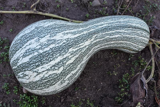 Green Striped Cushaw Squash Seeds