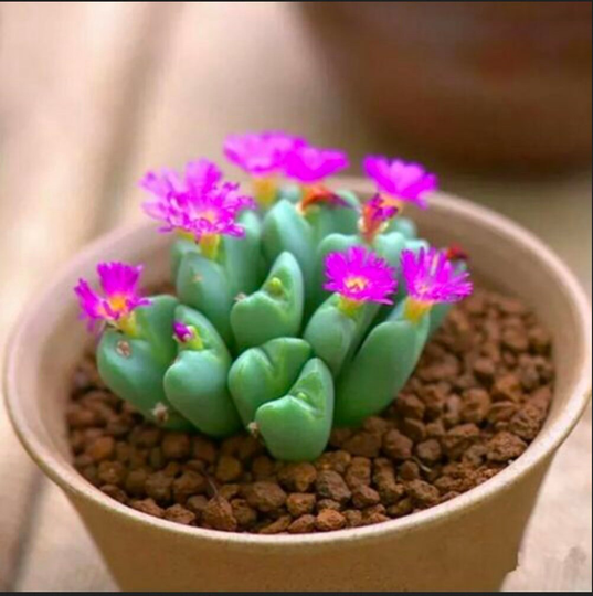 Cactus Mixed Lithops 50Pc Organic Rare Succulent Seeds Plant Stones Bulk Living