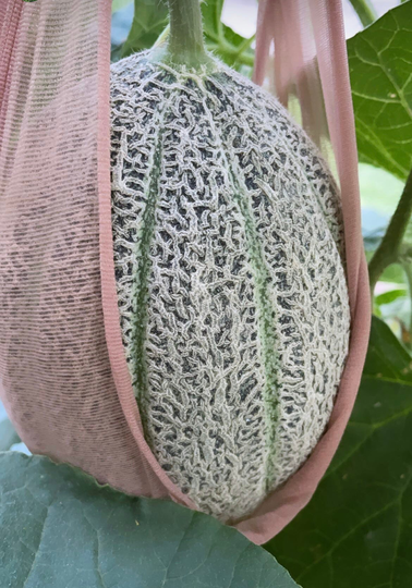 Cantaloupe Seed | 10 Seeds/Pack