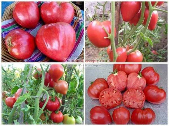 Tomato Seeds Pink Budenovka