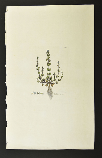 Original 18Th C. Curtis Botanical Engraving 1st Ed. Flora Londinensis Wall Speed