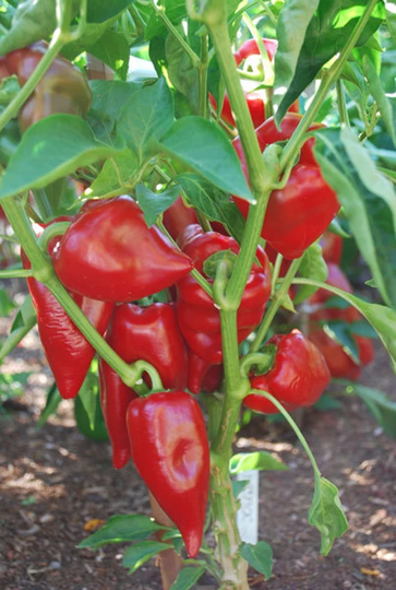 Sale 100 Organic Sweet Pimento Paprika Pepper Seeds Samen Somen Zaad Zaden Sementes Siemenet Graines Semi Semillas Poivron Peperone