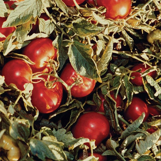 Tomato Heinz 1370 Seeds Open-Pollinating Non Gmo For Planting | 204490