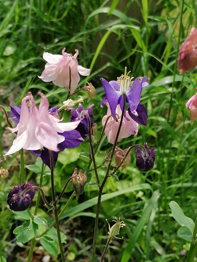 Aquilegia Vulgaris Seeds