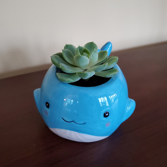 Whale Planter With Live Succulent, 6