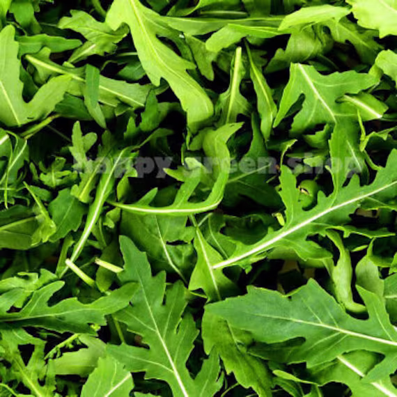 Arugula - 4000 Seeds Rocket Salad Herb Selected