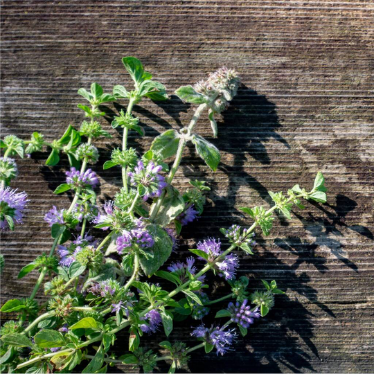Herb Plants Pennyroyal In 9cm Pots