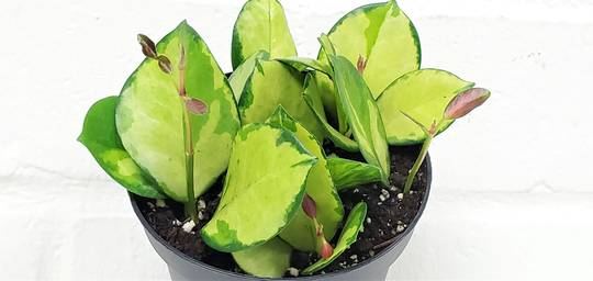 Hoya Australis "Lisa", Lisa, Variegated "Lisa"-Live Plant in 4