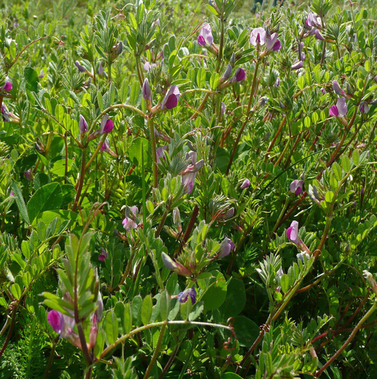 Common Vetch Vinca Sativa, Approx, 25 Seeds Wild Flower Seed