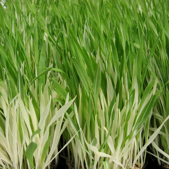 Tabby Cat Grass Indoor Pet Seeds -