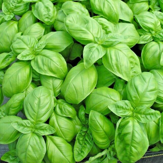 Sweet Basil | Genovese Herb Vegetable Seeds Aprx. 700 Perfect For Flavouring Italian Food Organic
