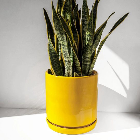Mid Century Modern Planter, Ceramic Plant Pot, Glazed Yellow Cylinder With Optional Saucer | 8", 10", 12", 15", 18