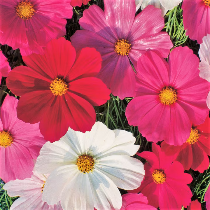 Sensation Mix Cosmos Seeds | Fuchsia Pink White Bipinnatus Flowers Drought Tolerant Daisy Wild Flower Seed Non Gmo 2023 Season Fast Shipping