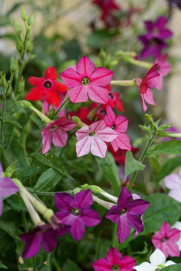 Jasmine Tobacco Flower- 500 Seeds - Non Gmo