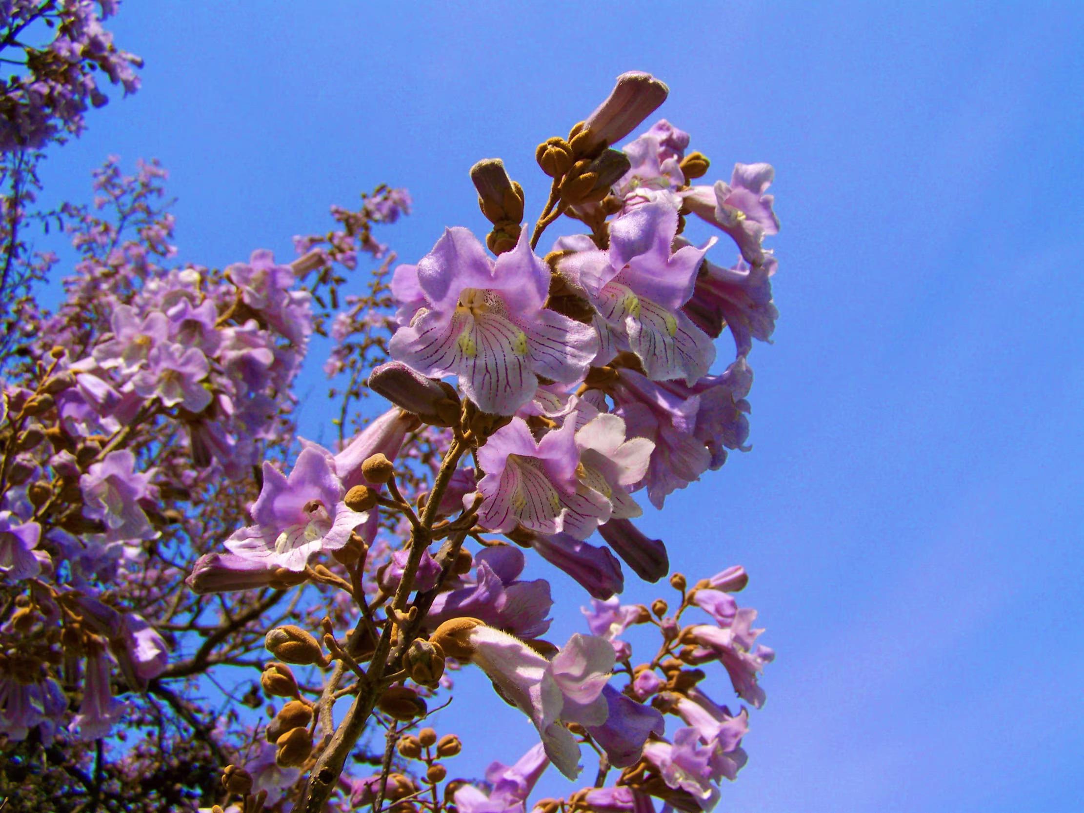 Empress Tree 40 Seeds -See Description Below - Aromatic Hummingbirds Love Container Gardening Paulownia Tomentosa