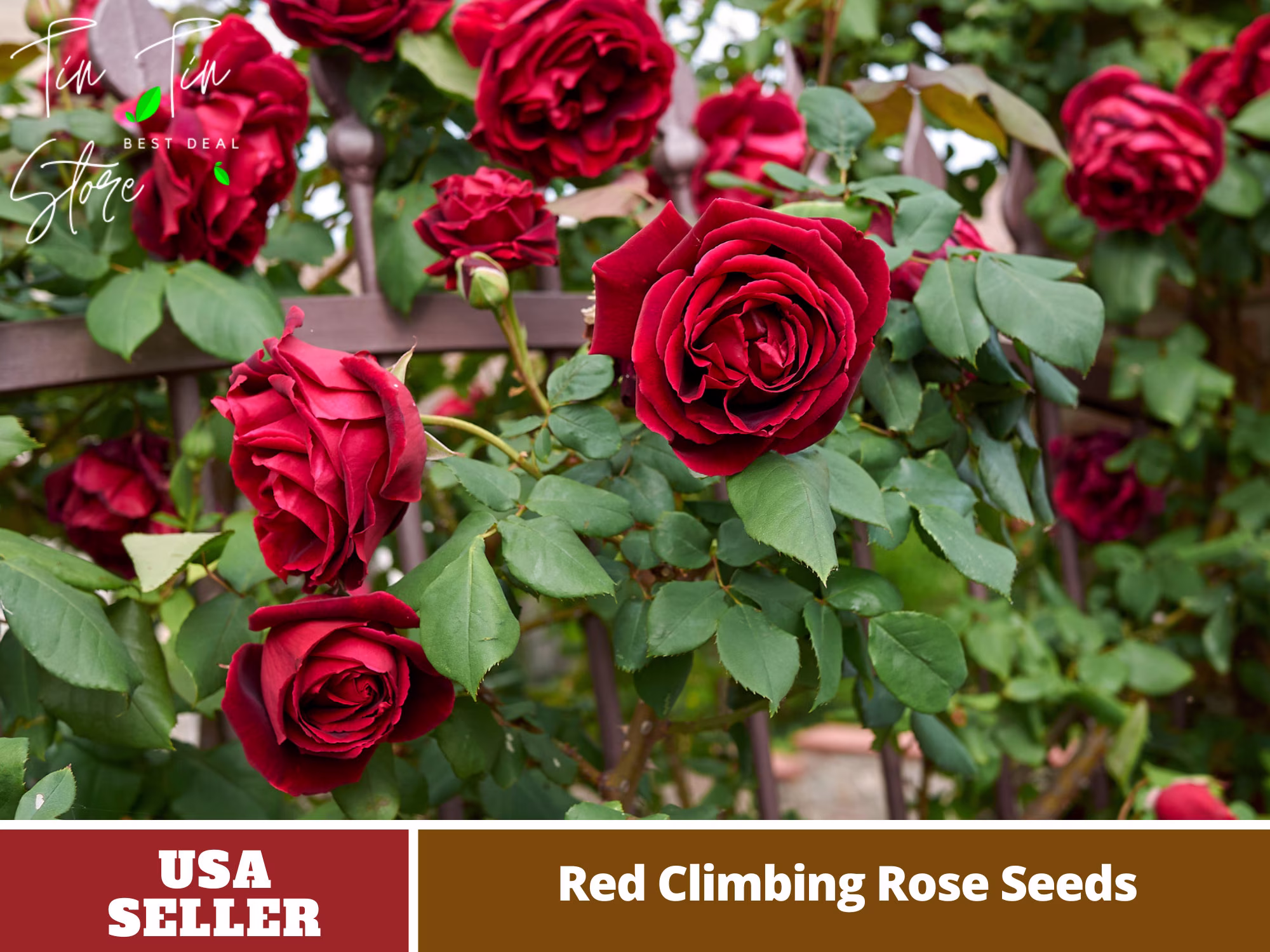 30 Rare Seed-Red Climbing Rose Seeds - Perennial -Authentic Seeds-Flowers -Organic. Non Gmo -Vegetable Seeds-Mix Seeds For Plant-B3G1#1102