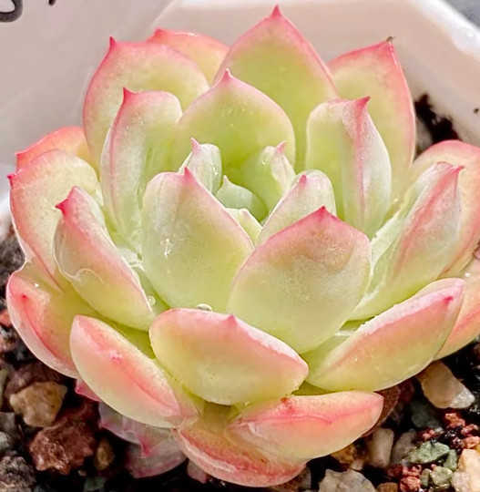 10 Seeds Echeveria Strawberry Ice X Laui New Hybrid Seed Rare Succulent Pink Purple Seeds Plant Flower Succulents Meaty Plants