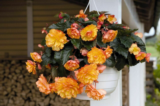 Begonia F1 Illumination Golden Picotee, Approx. 10 Seeds | Pellets