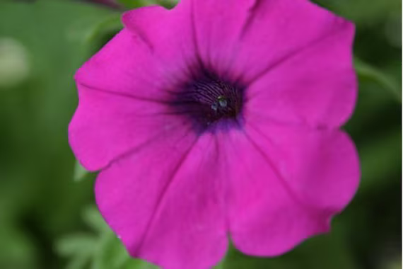 50 Petunia Violacea Laura Bush Seeds/Fragrant Flower
