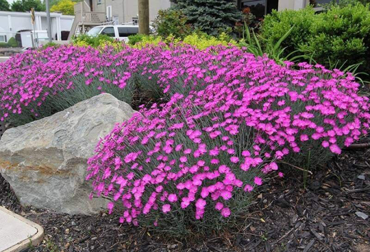 Cheddar Pink Flower 50 Seeds, Non Gmo, Fresh, Easy To Grow