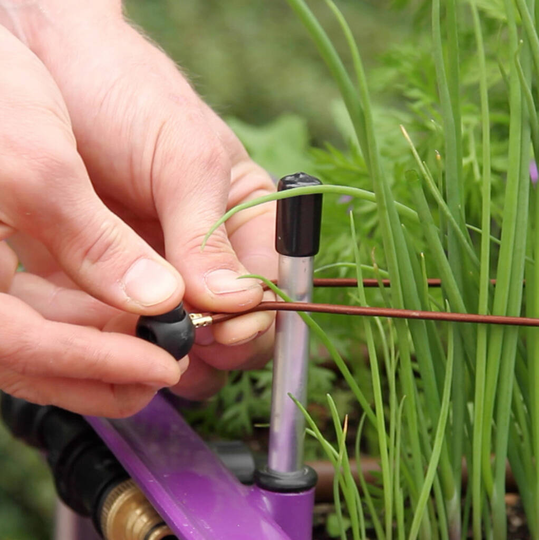 Plant Training System To Organise Growing Space