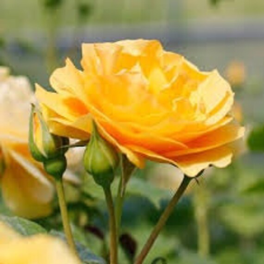 Julia Child Rose Seeds 10 Per Pack & Shipped