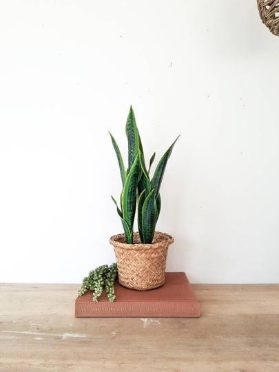 Vintage Basket Planter - Holds 6