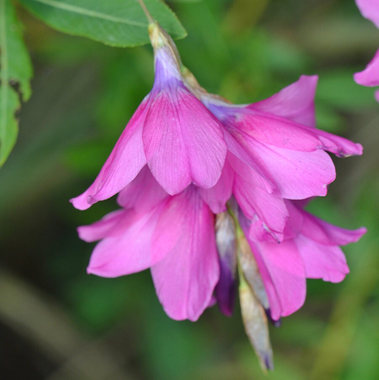 Dierama Riparia Semi-Dwarf X10 Seeds Angels Fishing-Rods Fairy Flower Seeds