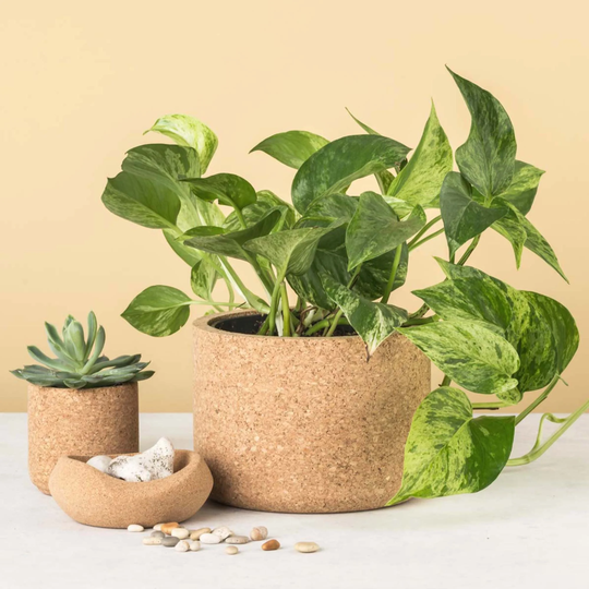 Aurora Large Cork Planter